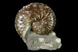 Red, Iridescent Discoscaphites Ammonite - South Dakota #155431-1